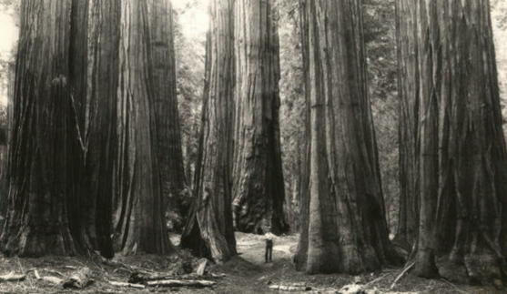 Giant California Sequoias.